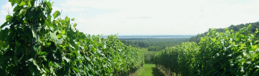 La fertilisation azotée de la vigne