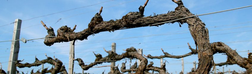 Février, la période idéale pour la taille de la vigne