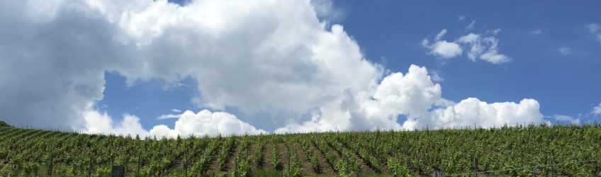 Le cycle de la vigne