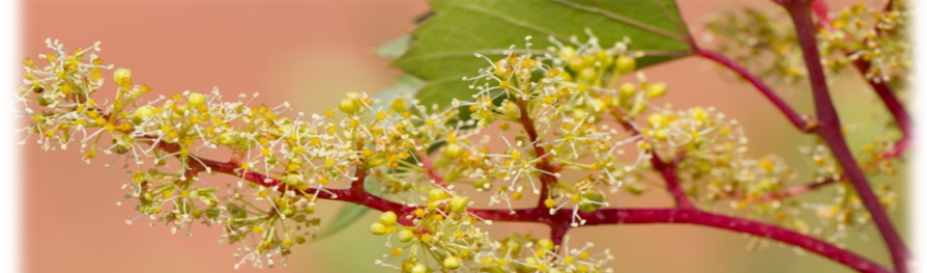 Le temps des fleurs