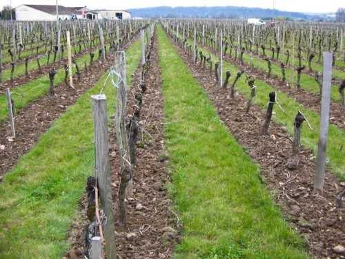 apporter de la matière organique à la vigne La Grande Jaugue