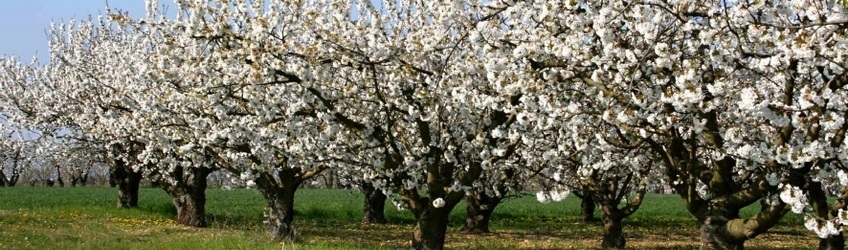 grandes cultures Touban Arbo arboriculture la grande jaugue