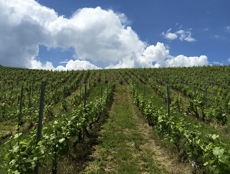 la grande jaugue vignes