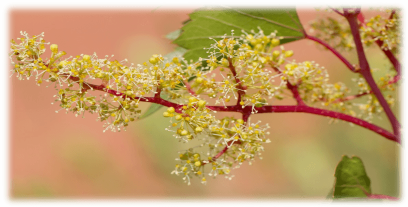 la grande jaugue fleurs de vigne