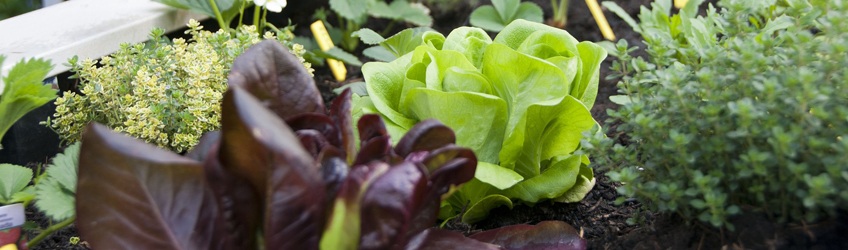 utilisation de touban flore potagers La Grande Jaugue