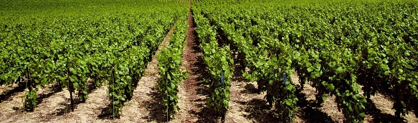 viticulture et arboriculture La Grande Jaugue